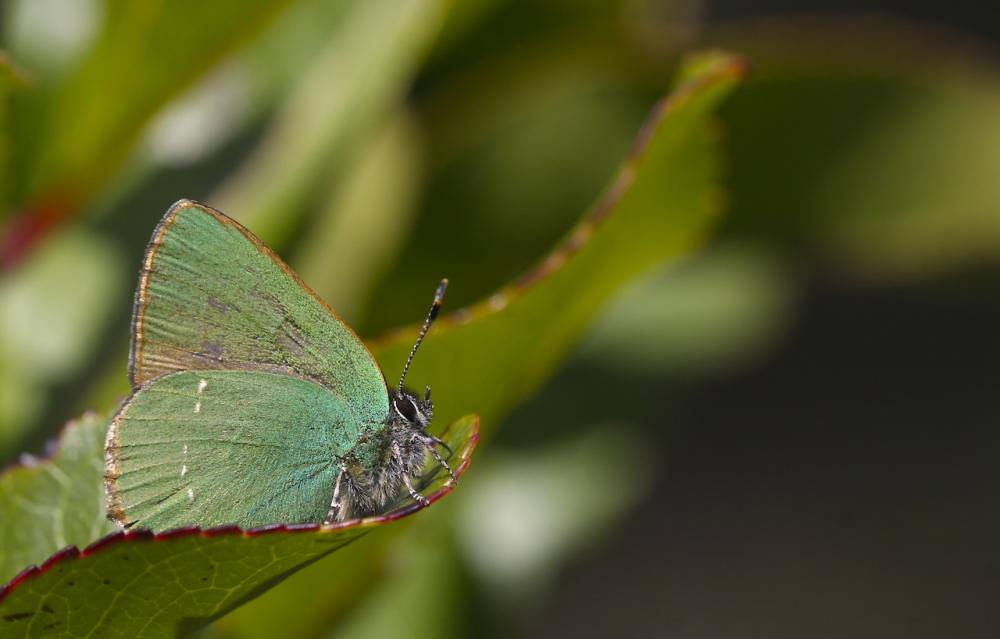 Thécla de la Ronce (La), Argus vert (L') Callophrys rubi (Linnaeus, 1758)