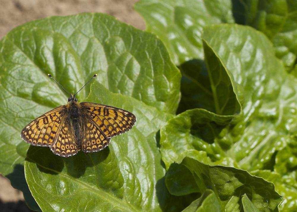 Mélitée du Plantain (La), Déesse à ceinturons (La) Melitaea cinxia (Linnaeus, 1758)