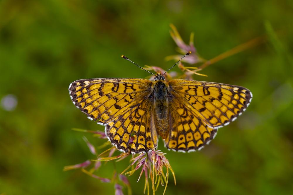 Mélitée du Plantain (La), Déesse à ceinturons (La) Melitaea cinxia (Linnaeus, 1758)