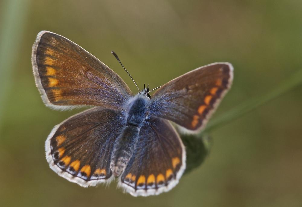 Azuré commun Polyommatus icarus (Rottemburg, 1775)
