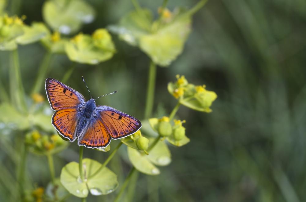 Cuivré mauvin (Le), Cuivré flamboyant (Le), Argus Lycaena alciphron (Rottemburg, 1775)