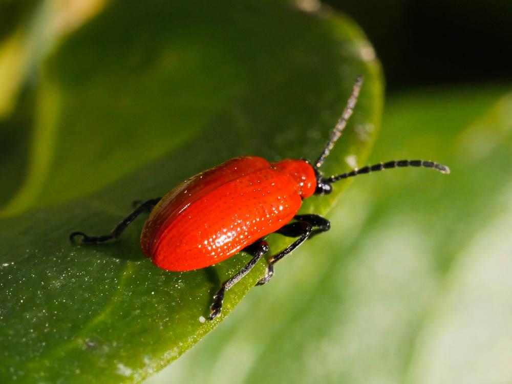 Criocère du Lys Lilioceris lilii (Scopoli, 1763)