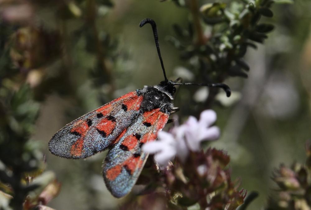 Zygène de l'Esparcette (La), Zygène de la Dorycnie Zygaena rhadamanthus (Esper, 1789)