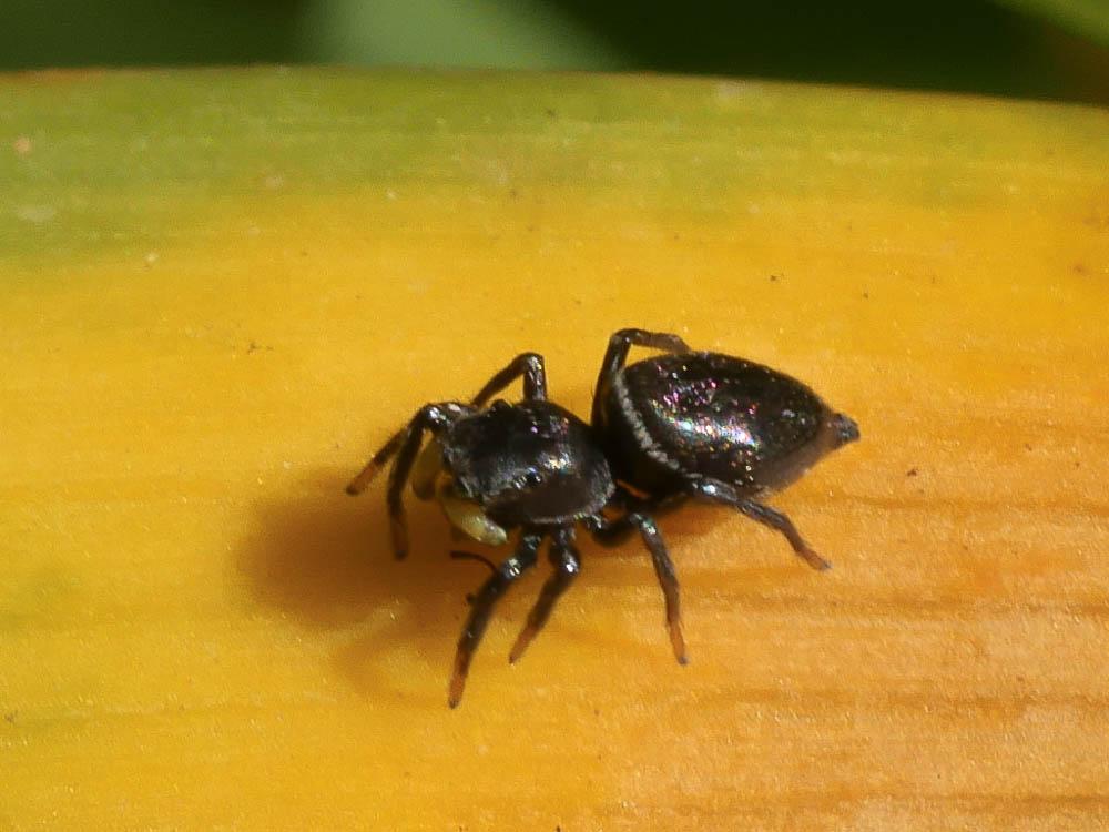 Heliophanus C. L. Koch, 1833