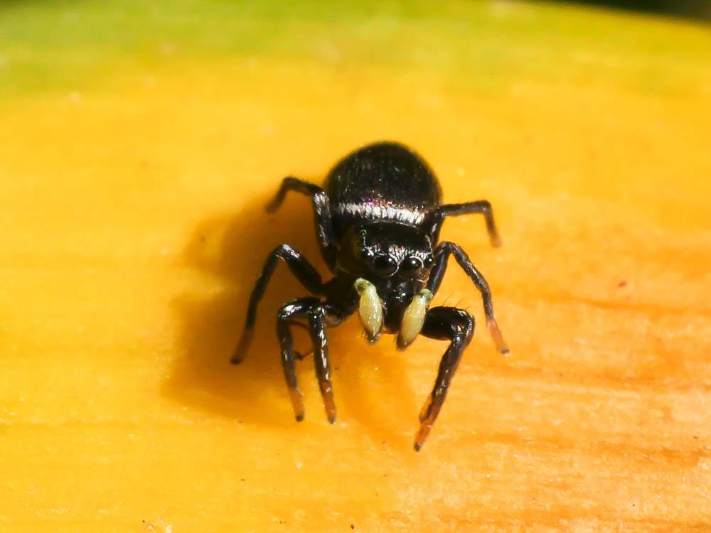 Heliophanus C. L. Koch, 1833