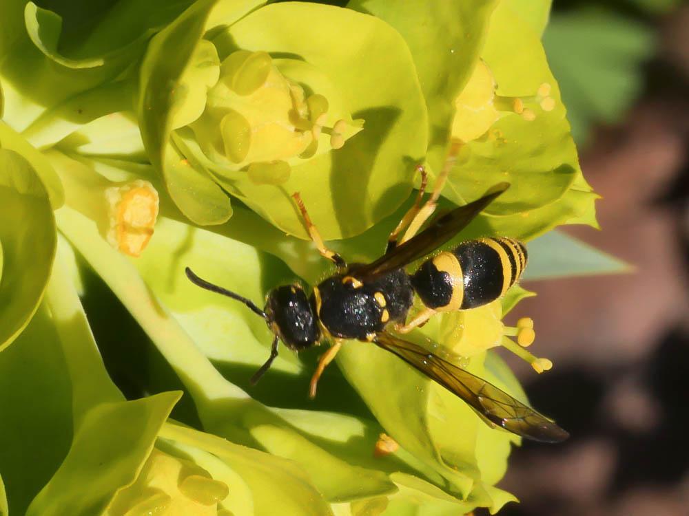 Guêpe maçonne Ancistrocerus parietinus (Linnaeus, 1760)