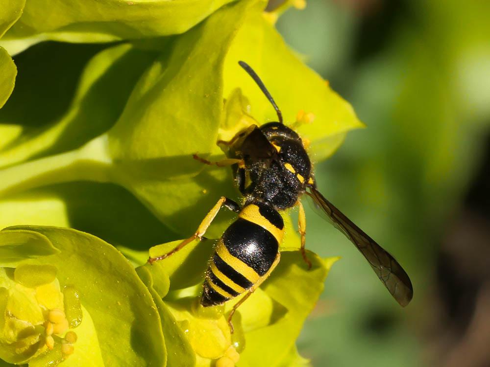 Guêpe maçonne Ancistrocerus parietinus (Linnaeus, 1760)