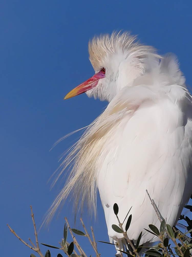 Héron garde-boeufs Bubulcus ibis (Linnaeus, 1758)