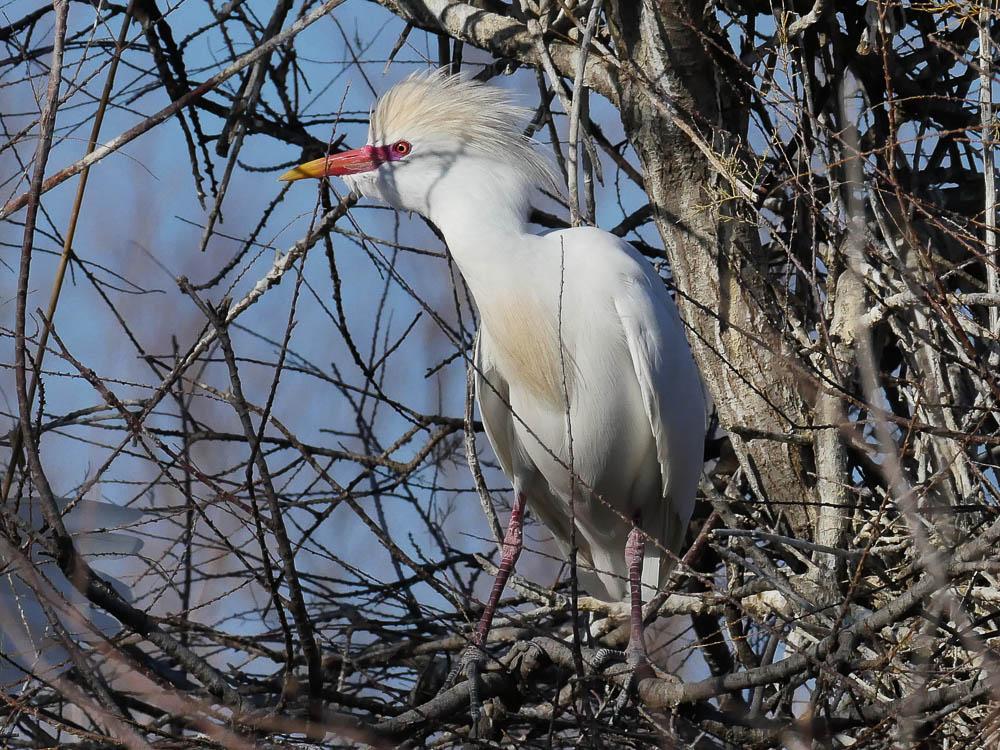 Héron garde-boeufs Bubulcus ibis (Linnaeus, 1758)