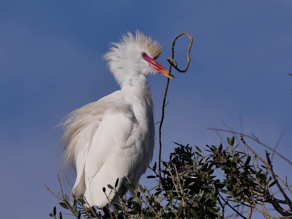 Héron garde-boeufs Bubulcus ibis (Linnaeus, 1758)