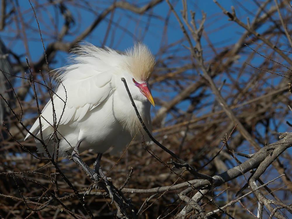 Héron garde-boeufs Bubulcus ibis (Linnaeus, 1758)