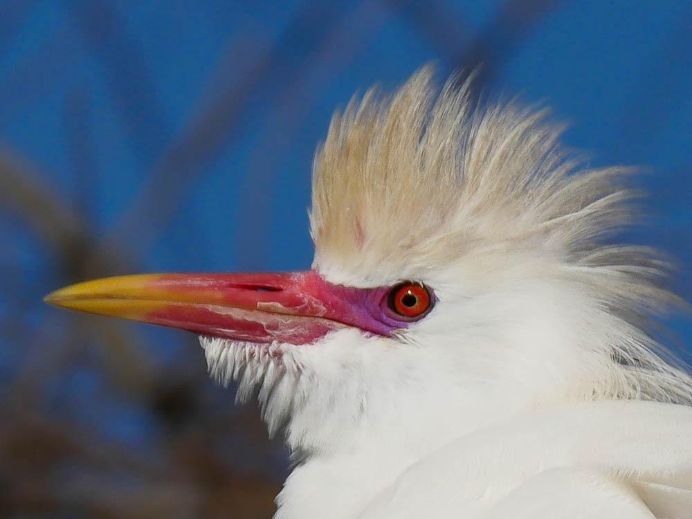 Héron garde-boeufs Bubulcus ibis (Linnaeus, 1758)