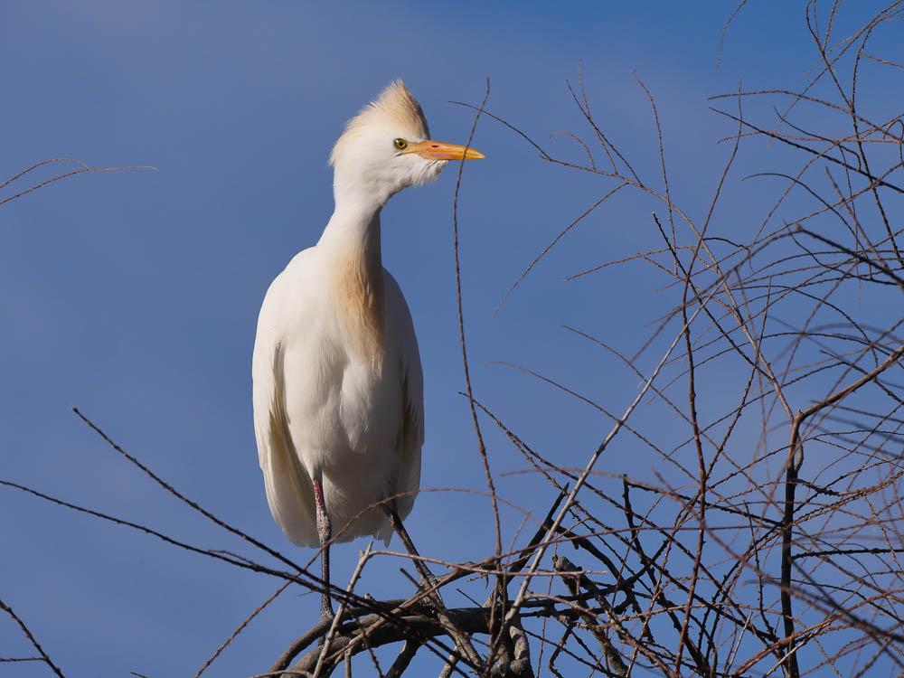 Héron garde-boeufs Bubulcus ibis (Linnaeus, 1758)