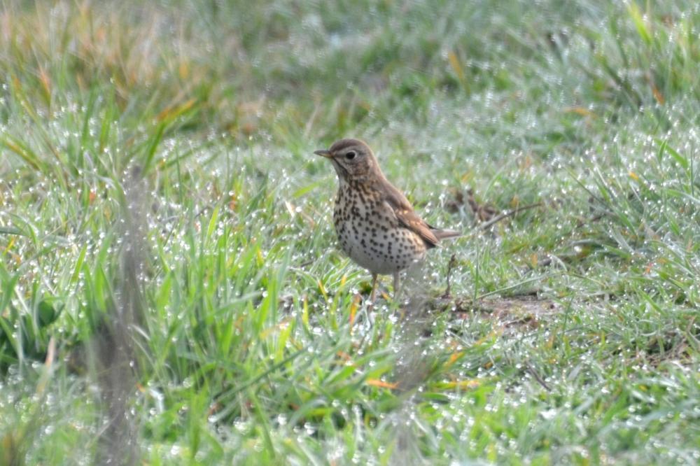 Grive musicienne Turdus philomelos C. L. Brehm, 1831