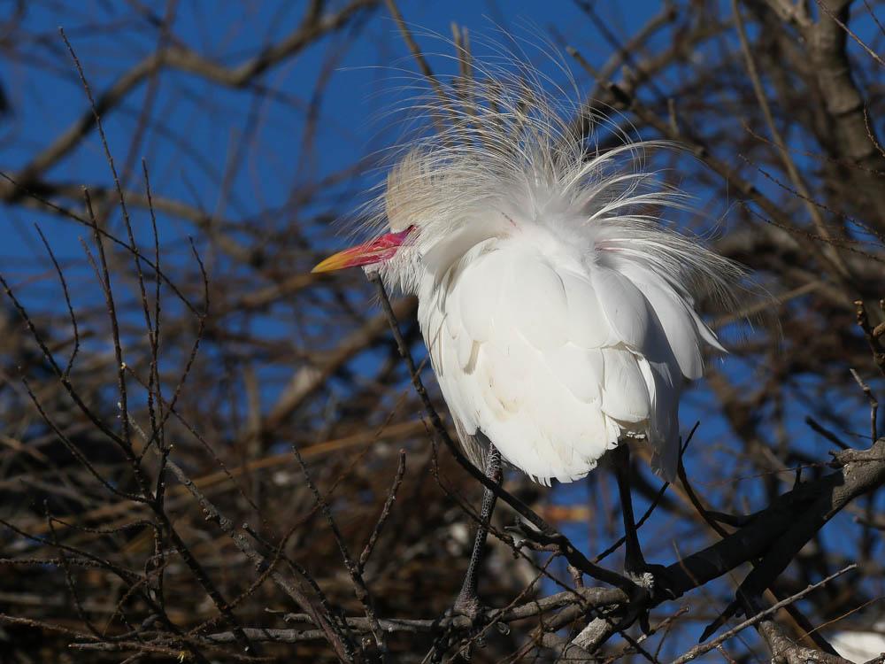 Héron garde-boeufs Bubulcus ibis (Linnaeus, 1758)