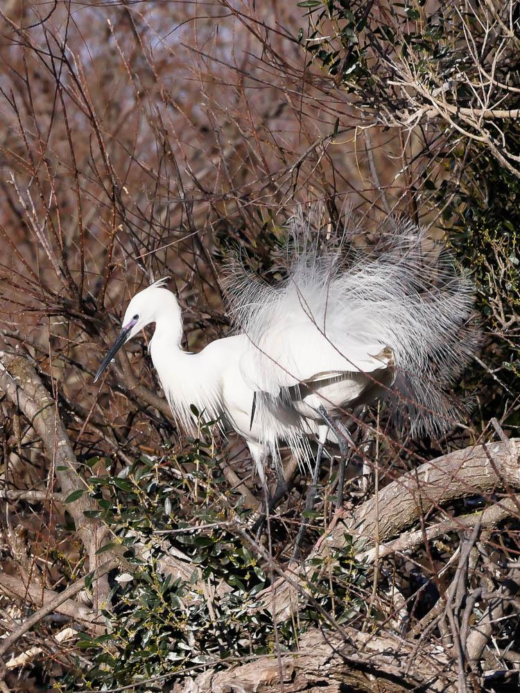 Aigrette garzette Egretta garzetta (Linnaeus, 1766)