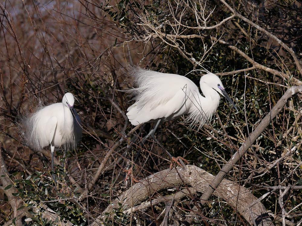 Aigrette garzette Egretta garzetta (Linnaeus, 1766)