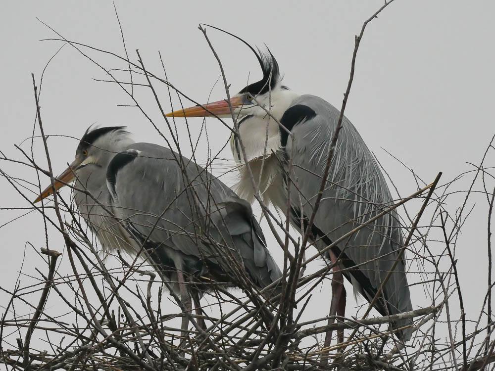 Héron cendré Ardea cinerea Linnaeus, 1758
