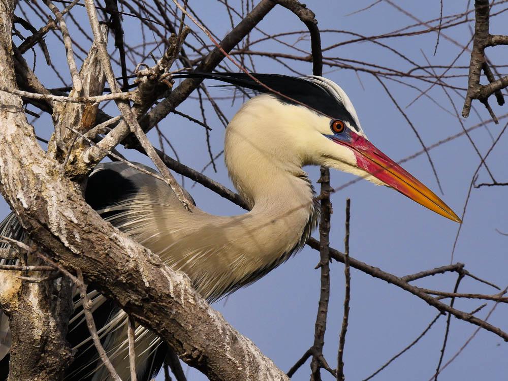 Héron cendré Ardea cinerea Linnaeus, 1758