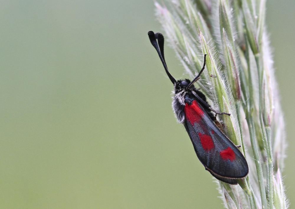 Zygène du Panicaut (La) Zygaena sarpedon (Hübner, 1790)