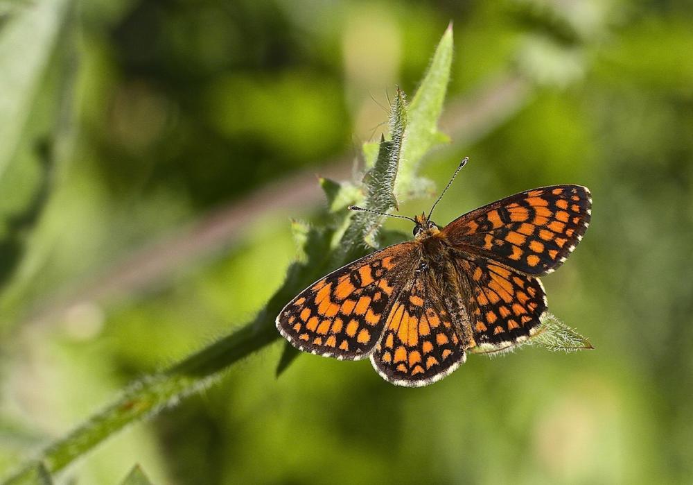 Mélitée du Mélampyre (La), Damier Athalie (Le) Melitaea athalia (Rottemburg, 1775)