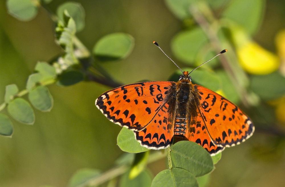 Mélitée orangée (La), Damier orangé (Le), Diane (L Melitaea didyma (Esper, 1778)