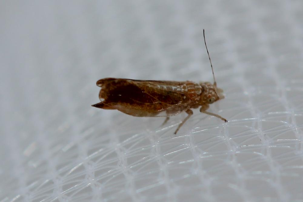  Psyllidae Latreille, 1807
