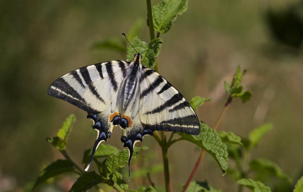 Flambé (Le) Iphiclides podalirius (Linnaeus, 1758)