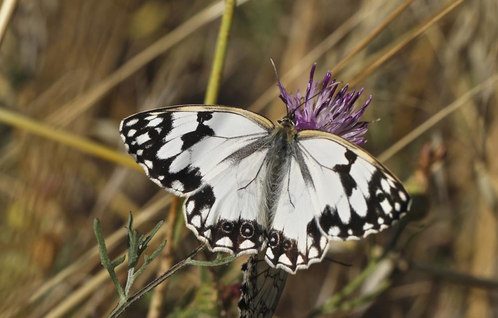Echiquier ibérique (L'), Échiquier d'Ibérie (L') Melanargia lachesis (Hübner, 1790)