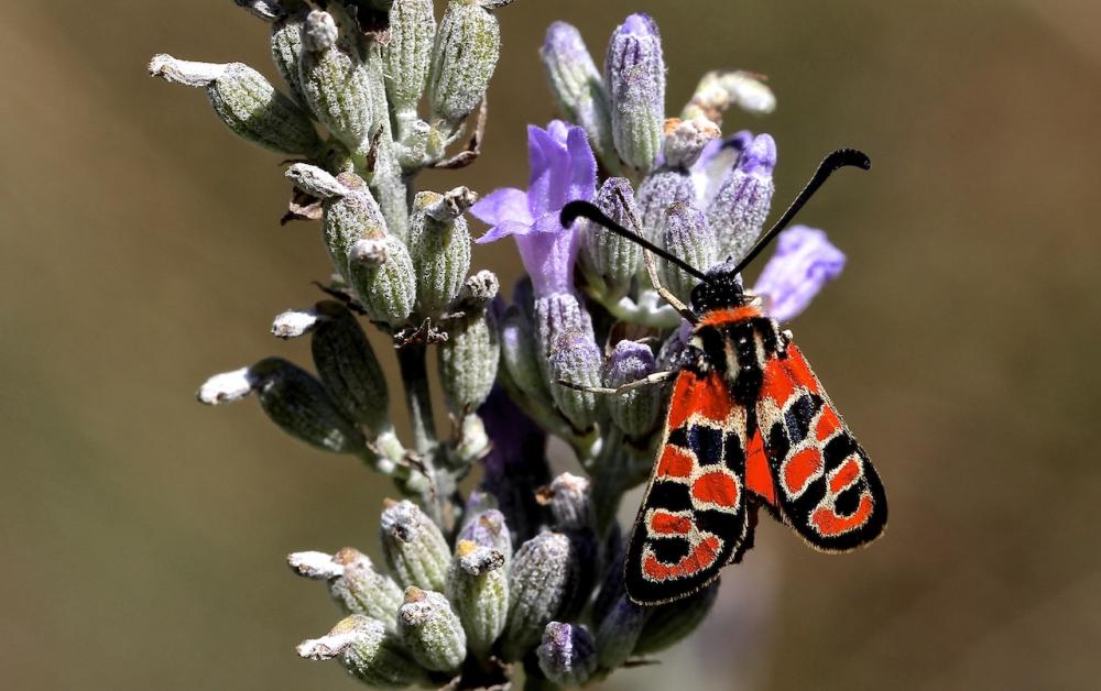 Zygène de la Petite coronille (La) Zygaena fausta (Linnaeus, 1767)