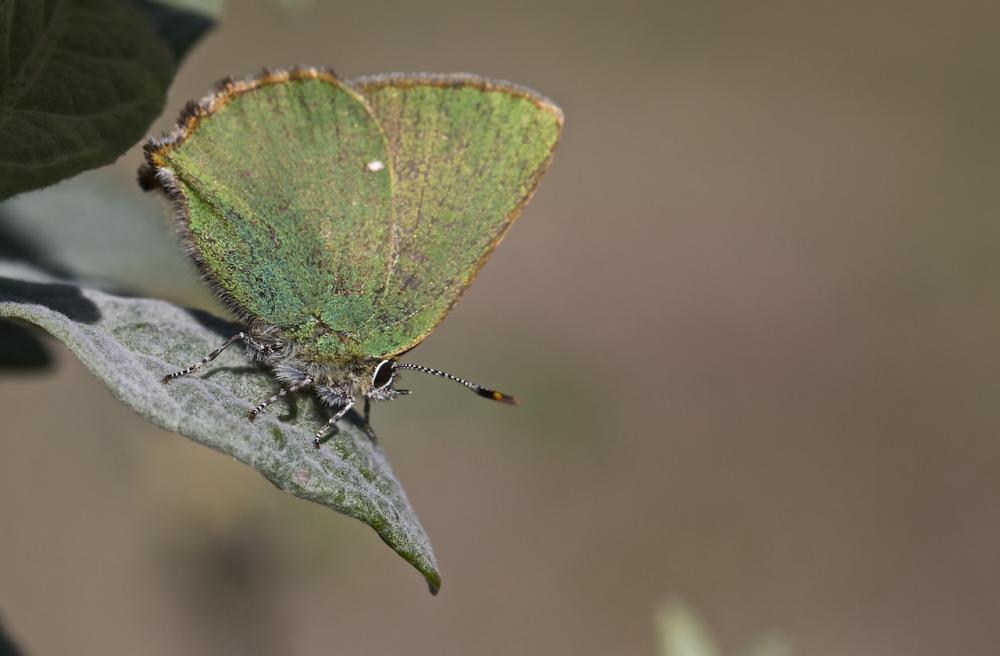 Le Thécla de la Ronce (La), Argus vert (L') Callophrys rubi (Linnaeus, 1758)