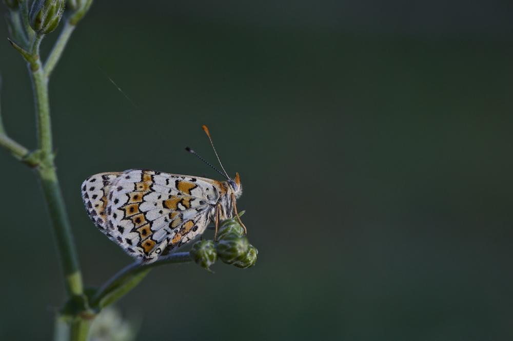 Mélitée du Plantain (La), Déesse à ceinturons (La) Melitaea cinxia (Linnaeus, 1758)