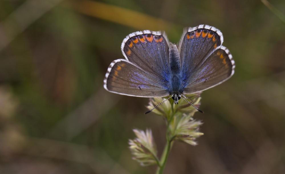 Azuré bleu-céleste (L'), Bel-Argus (Le), Argus ble Lysandra bellargus (Rottemburg, 1775)