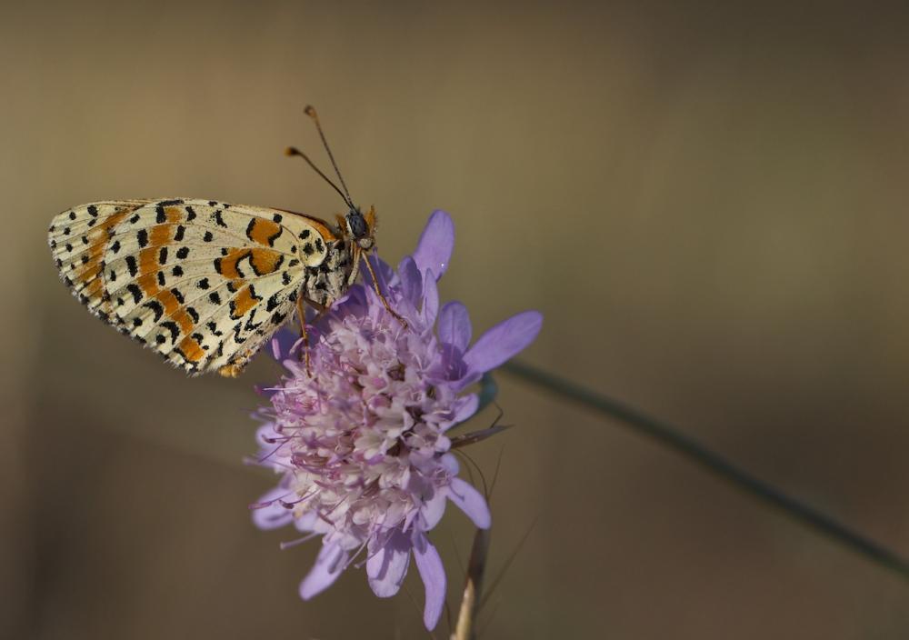 Mélitée orangée (La), Damier orangé (Le), Diane (L Melitaea didyma (Esper, 1778)