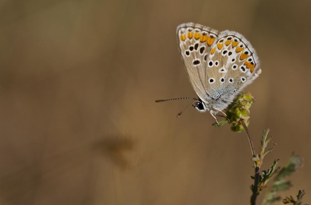 Collier-de-corail (Le), Argus brun (L') Aricia agestis (Denis & Schiffermüller, 1775)