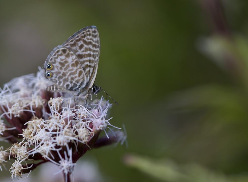Azuré de la Luzerne (L'), Azuré de Lang (L'), Argu Leptotes pirithous (Linnaeus, 1767)