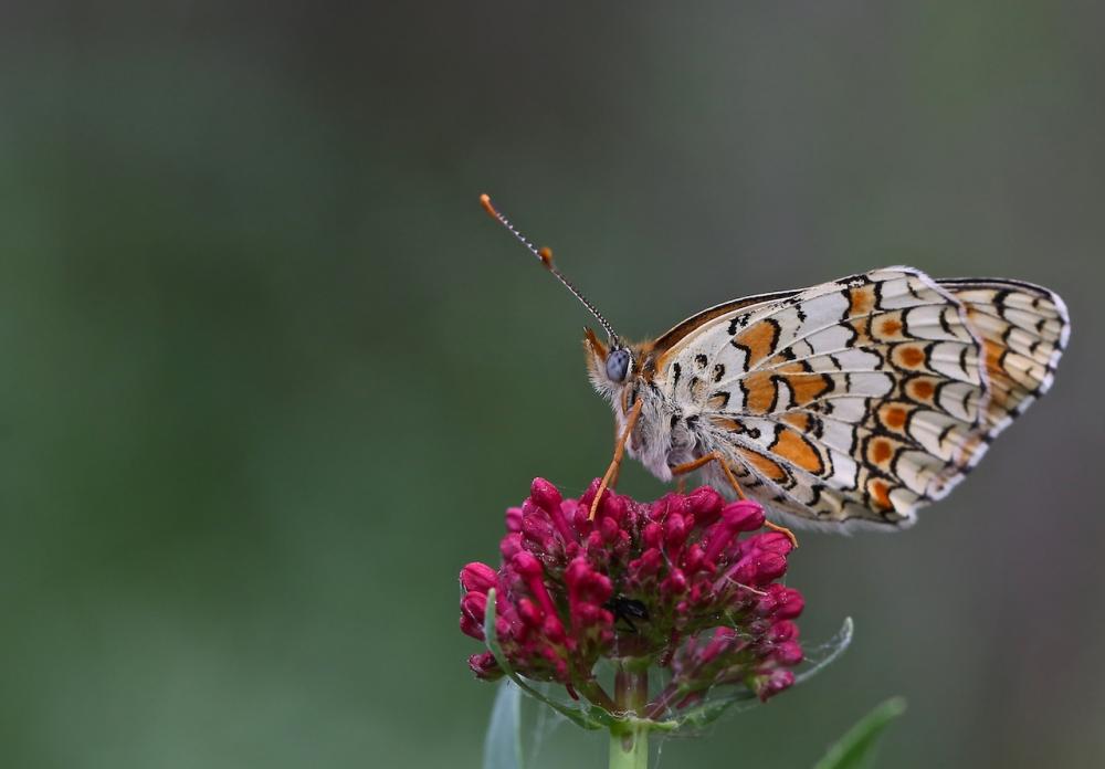 Mélitée des Centaurées (La), Grand Damier (Le) Melitaea phoebe (Denis & Schiffermüller, 1775)
