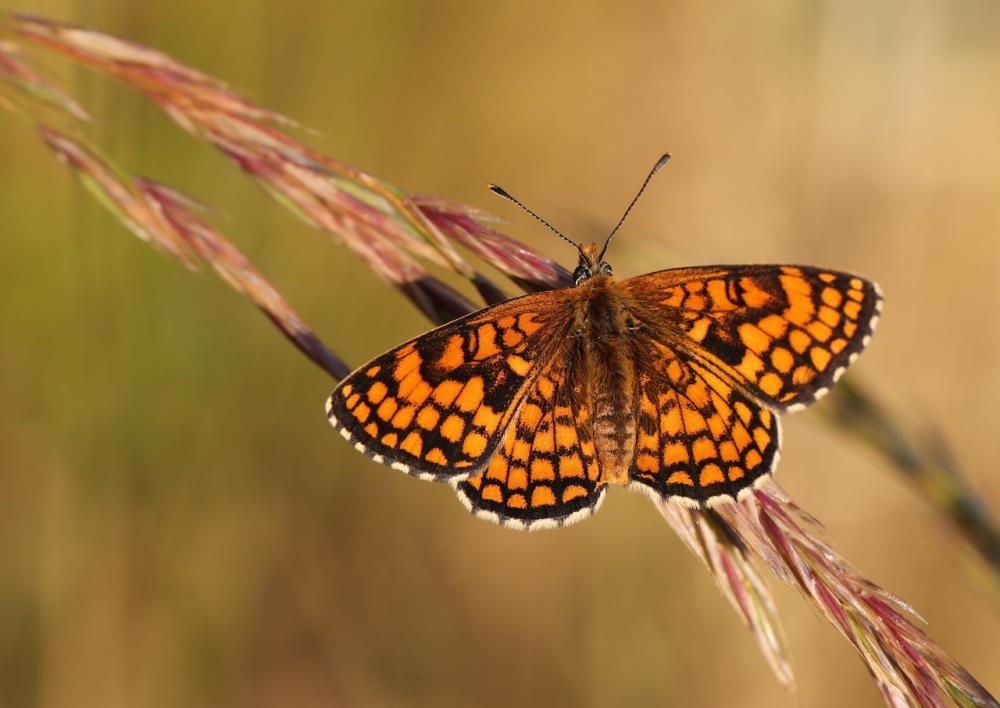 Mélitée du Mélampyre (La), Damier Athalie (Le) Melitaea athalia (Rottemburg, 1775)