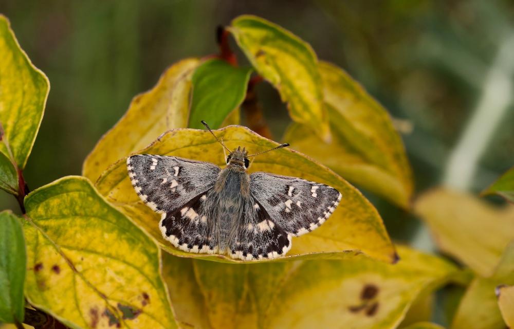 Hespérie de l'Herbe-au-vent (L') Sloperia proto (Ochsenheimer, 1808)