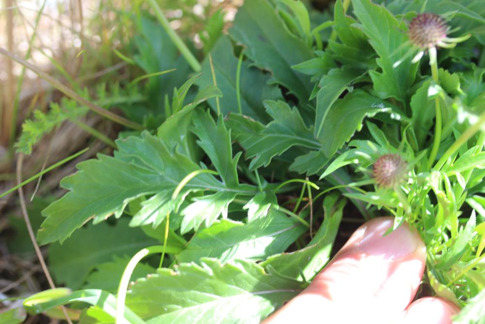 Scabieuse luisante Scabiosa lucida Vill., 1779