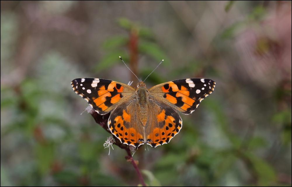 La Vanesse des Chardons (La), Belle-Dame (La), Vaness Vanessa cardui (Linnaeus, 1758)