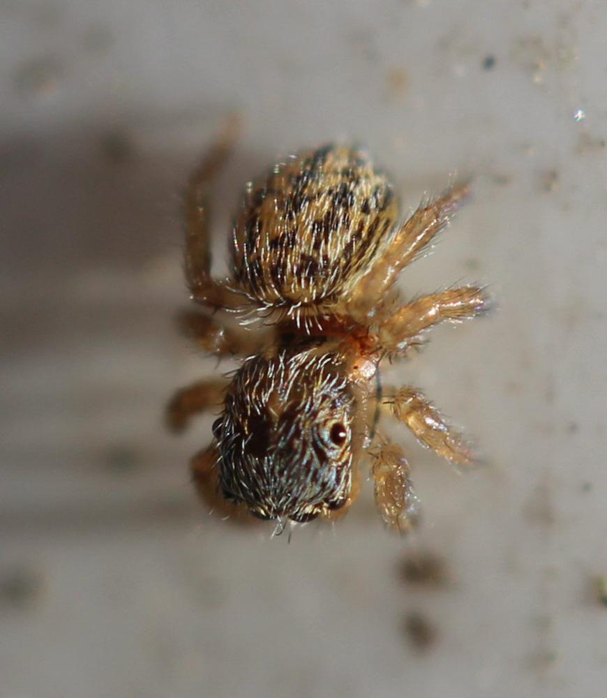  Euophrys frontalis (Walckenaer, 1802)