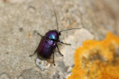  Cryptocephalus Geoffroy, 1762