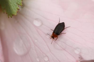  Anaspis ruficollis (Fabricius, 1792)