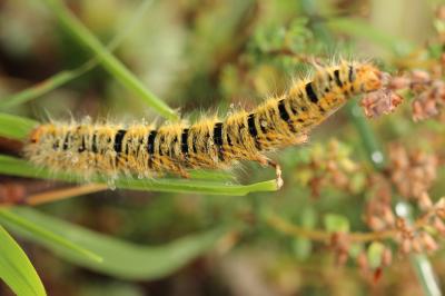  Lasiocampa trifolii cocles (Geyer, 1831)