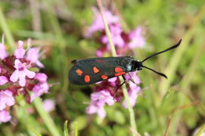 Zygène transalpine (La) Zygaena transalpina (Esper, 1780)