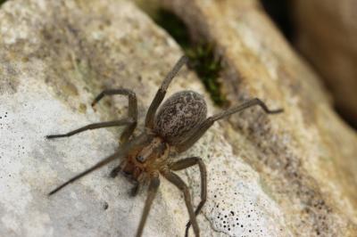  Agelenidae Koch, 1837
