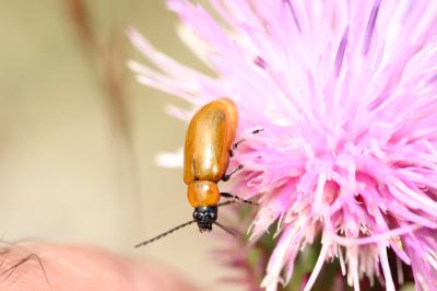 Lupérus portugais Exosoma lusitanicum (Linnaeus, 1767)