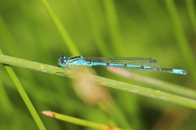 Agrion jouvencelle Coenagrion puella (Linnaeus, 1758)