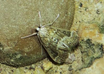  Parapoynx stratiotata (Linnaeus, 1758)